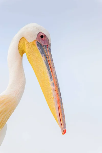 Sevimli Pelikan Walvis Körfezi Namibya — Stok fotoğraf