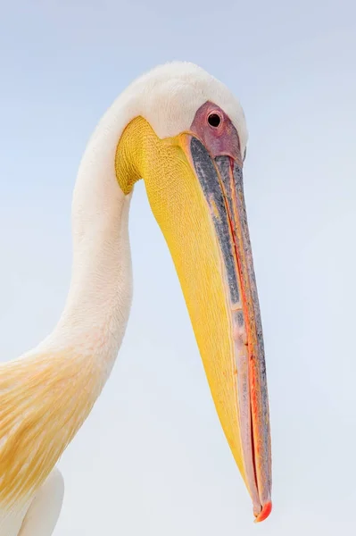 Cute Pelican Walvis Bay Намибия — стоковое фото