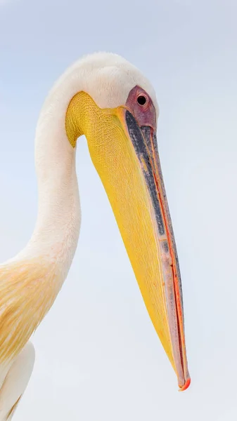 Cute Pelican Walvis Bay Намибия — стоковое фото