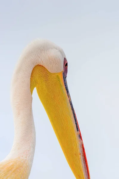 Carino Pelican Walvis Bay Namibia — Foto Stock