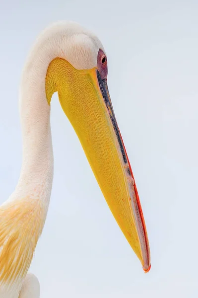 Cute Pelican Walvis Bay Namibië — Stockfoto