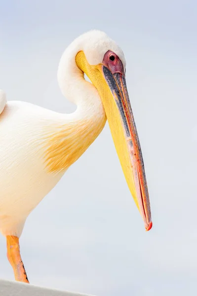 Cute Pelican Walvis Bay Намибия — стоковое фото