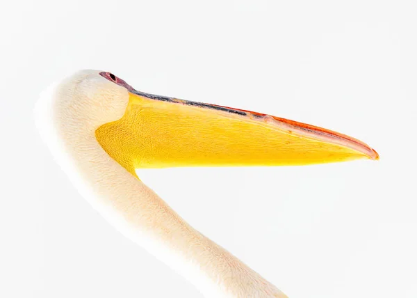 Вид Пеликан Намибии — стоковое фото