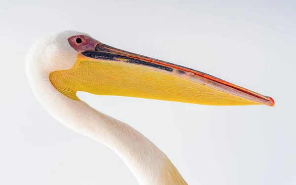 Niedlicher Pelikan Walvisbucht Namibia — Stockfoto