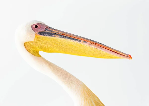 Bliski Widok Pelikana Namibii — Zdjęcie stockowe