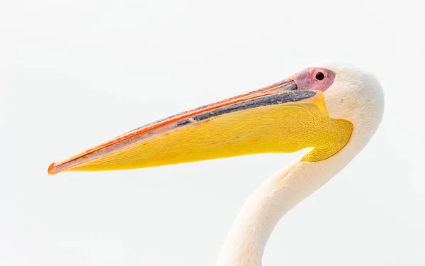 Fechar Vista Pelicano Namíbia — Fotografia de Stock