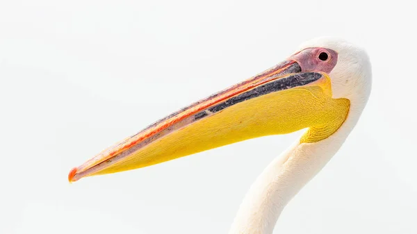 Bliski Widok Pelikana Namibii — Zdjęcie stockowe