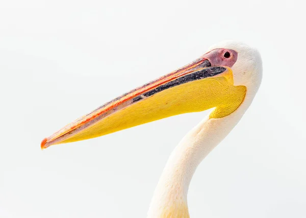 Blízký Pohled Pelikán Namibii — Stock fotografie