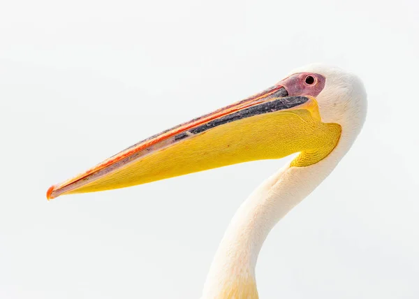 Vue Rapprochée Pélican Namibie — Photo