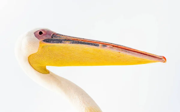 Fechar Vista Pelicano Namíbia — Fotografia de Stock