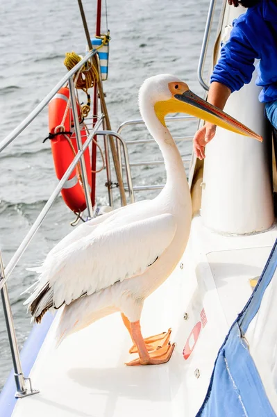 Bir Gemide Pelikan Walvis Bay Namibya — Stok fotoğraf