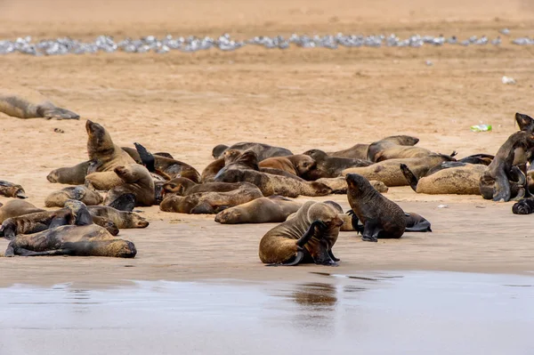 Gruppe Der Seelöwen Der Küste Des Atlantiks Namibia — Stockfoto