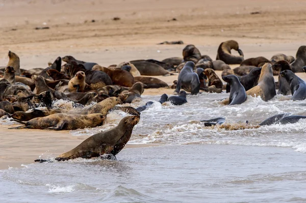 Grupo Lobos Marinos Costa Del Océano Atlántico Namibia —  Fotos de Stock