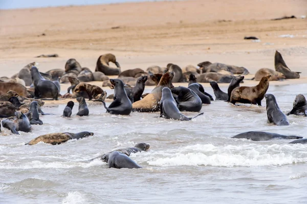 Grupo Dos Leões Marinhos Costa Oceano Atlântico Namíbia — Fotografia de Stock