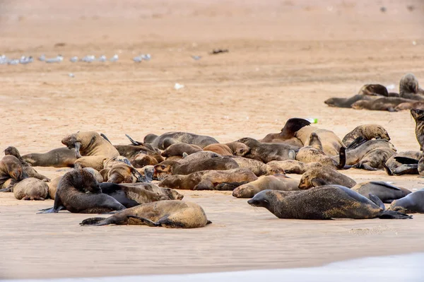 Groupe Des Lions Mer Sur Côte Océan Atlantique Namibie — Photo