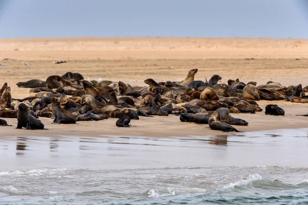 Skupina Mořských Lvů Pobřeží Atlantského Oceánu Namibie — Stock fotografie