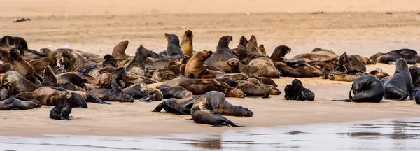 Skupina Mořských Lvů Pobřeží Atlantského Oceánu Namibie — Stock fotografie