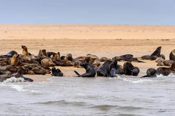 Gruppo Dei Leoni Marini Sulla Costa Dell Oceano Atlantico Namibia — Foto Stock