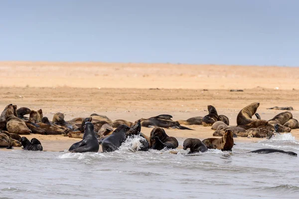纳米比亚大西洋沿岸的海狮群 — 图库照片