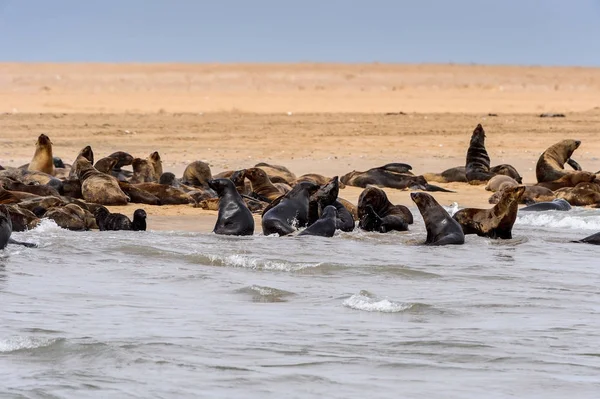 Grupa Lwów Morskich Wybrzeżu Oceanu Atlantyckiego Namibia — Zdjęcie stockowe