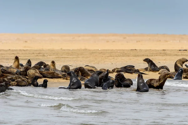 Groupe Des Lions Mer Sur Côte Océan Atlantique Namibie — Photo