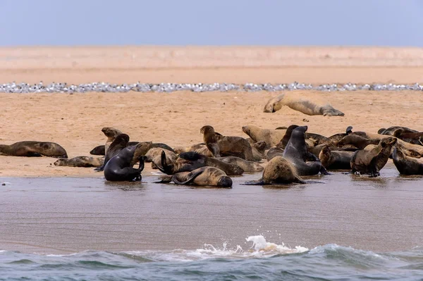 Atlas Okyanusu Kıyısındaki Deniz Aslanları Grubu Namibya — Stok fotoğraf