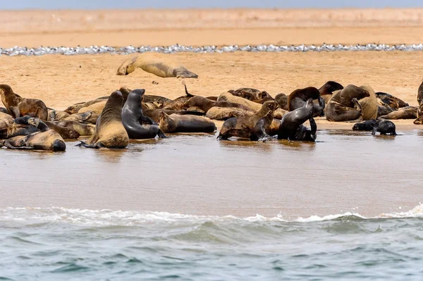 Grupa Lwów Morskich Wybrzeżu Oceanu Atlantyckiego Namibia — Zdjęcie stockowe