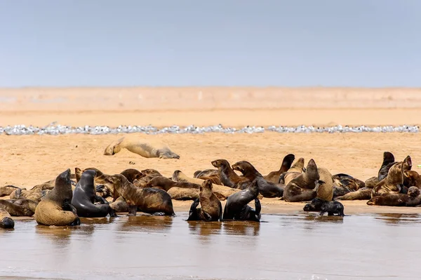 Grupo Lobos Marinos Costa Del Océano Atlántico Namibia — Foto de Stock