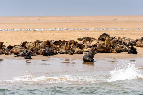 Groupe Des Lions Mer Sur Côte Océan Atlantique Namibie — Photo