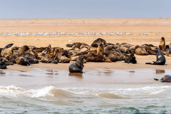 Gruppo Dei Leoni Marini Sulla Costa Dell Oceano Atlantico Namibia — Foto Stock