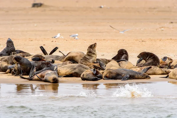 Grupa Lwów Morskich Wybrzeżu Oceanu Atlantyckiego Namibia — Zdjęcie stockowe