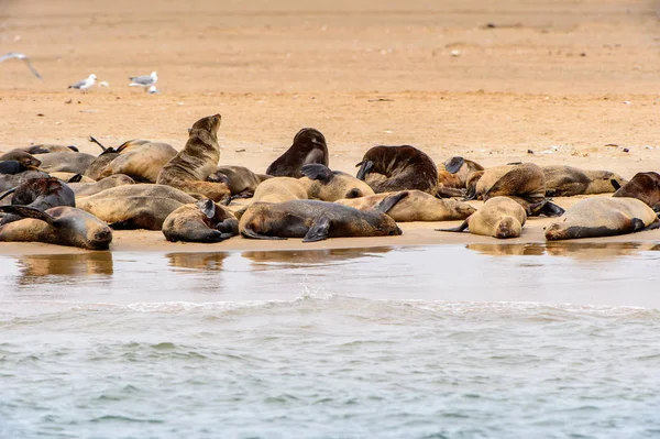 Groupe Des Lions Mer Sur Côte Océan Atlantique Namibie — Photo