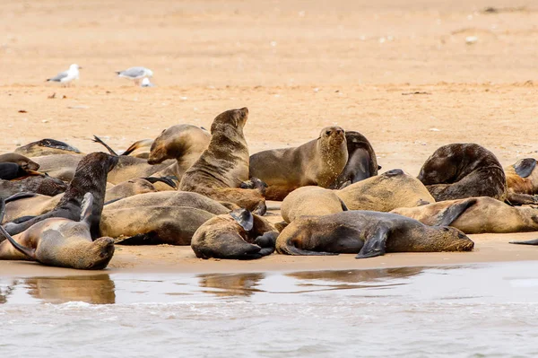 Grupa Lwów Morskich Wybrzeżu Oceanu Atlantyckiego Namibia — Zdjęcie stockowe