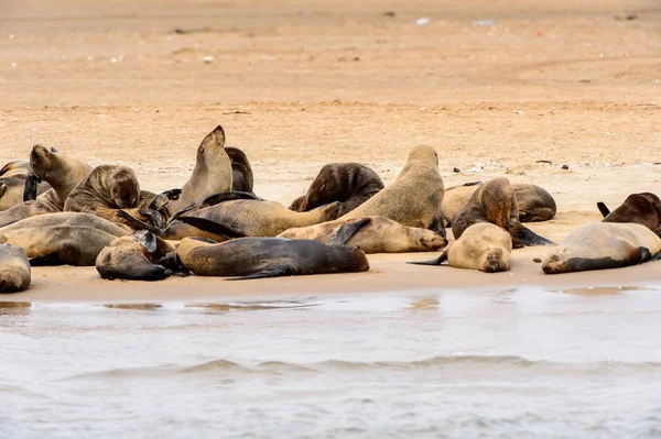 Grupo Dos Leões Marinhos Costa Oceano Atlântico Namíbia — Fotografia de Stock