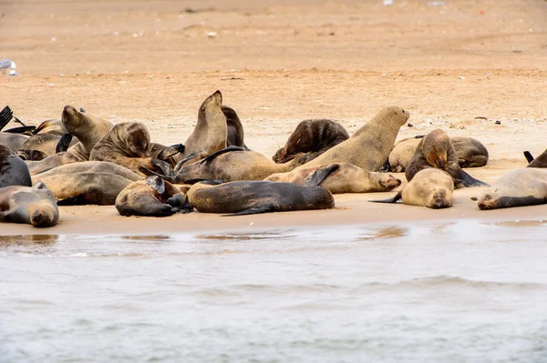 Grupa Lwów Morskich Wybrzeżu Oceanu Atlantyckiego Namibia — Zdjęcie stockowe