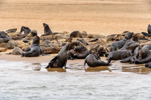 Groupe Des Lions Mer Sur Côte Océan Atlantique Namibie — Photo