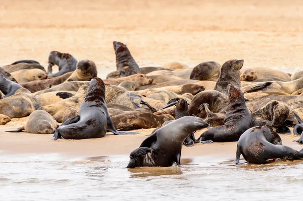 Grupa Lwów Morskich Wybrzeżu Oceanu Atlantyckiego Namibia — Zdjęcie stockowe