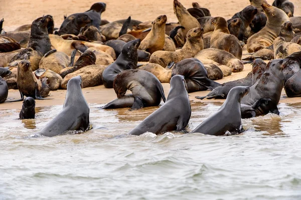 Grupo Lobos Marinos Costa Del Océano Atlántico Namibia —  Fotos de Stock