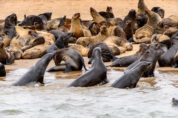 Grupo Lobos Marinos Costa Del Océano Atlántico Namibia — Foto de Stock