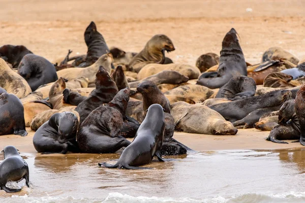 Rebanho Dos Leões Marinhos Costa Oceano Atlântico Namíbia — Fotografia de Stock