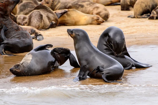 Herde Der Seelöwen Der Küste Des Atlantiks Namibia — Stockfoto