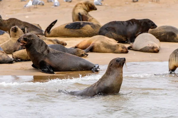 Troupeau Otaries Sur Côte Océan Atlantique Namibie — Photo