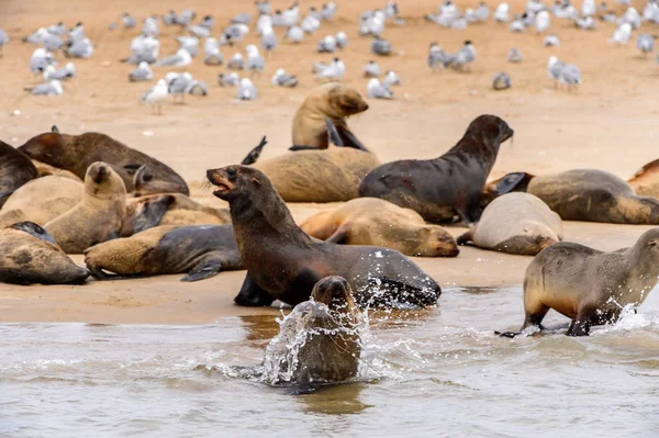 Herde Der Seelöwen Der Küste Des Atlantiks Namibia — Stockfoto