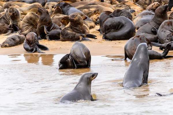 Hejno Mořských Lvů Pobřeží Atlantského Oceánu Namibie — Stock fotografie