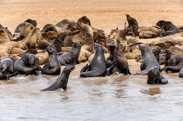 大西洋沿岸的海狮群 纳米比亚 — 图库照片