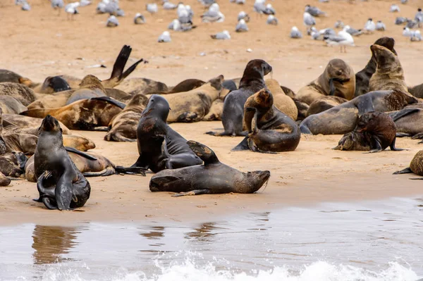 Stada Lwów Morskich Wybrzeżu Oceanu Atlantyckiego Namibia — Zdjęcie stockowe