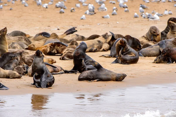 Stada Lwów Morskich Wybrzeżu Oceanu Atlantyckiego Namibia — Zdjęcie stockowe