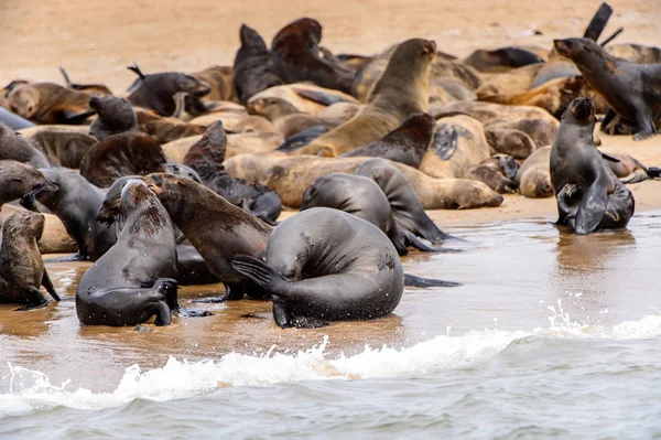 Stada Lwów Morskich Wybrzeżu Oceanu Atlantyckiego Namibia — Zdjęcie stockowe