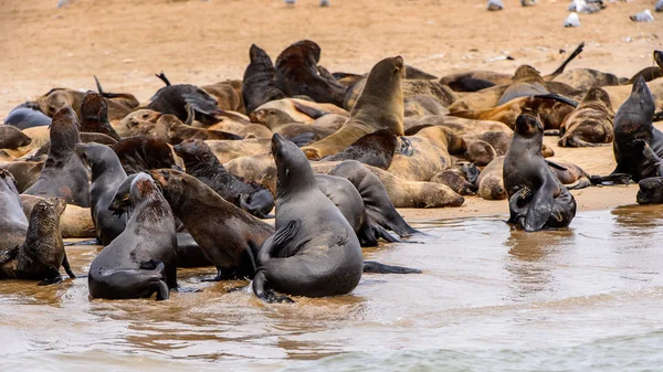 Flock Sjölejon Vid Kusten Atlanten Namibia — Stockfoto