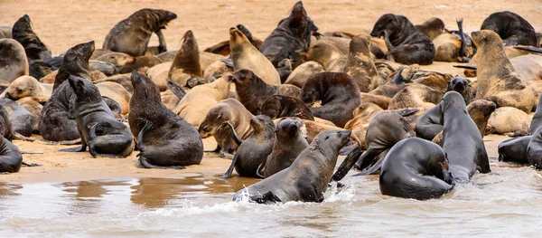 Stada Lwów Morskich Wybrzeżu Oceanu Atlantyckiego Namibia — Zdjęcie stockowe